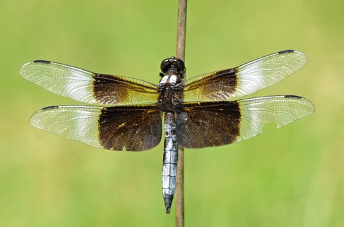 Male
2008_08_08_Floyd